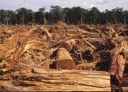 Skandal Perusakan Hutan di Tembesi: Ombudsman Bongkar Dugaan Pelanggaran Berat