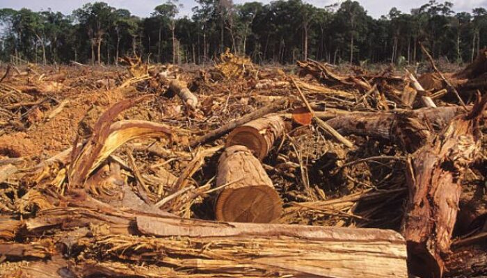 Skandal Perusakan Hutan di Tembesi: Ombudsman Bongkar Dugaan Pelanggaran Berat