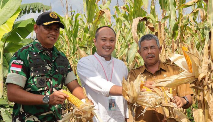Denhanud 477 Kopasgat Panen Jagung, Dukung Ketahanan Pangan Nasional