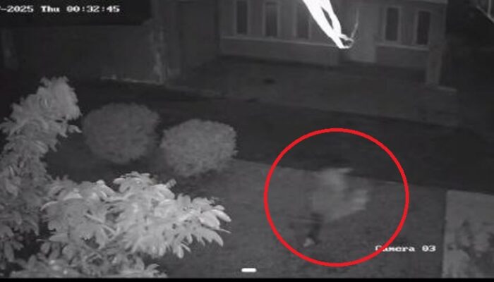 Komplotan Curi Kucing Ras Mahal di Natuna, Sasar Teras Rumah Warga