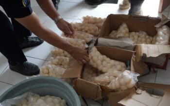 Dugaan Telur Penyu Serasan Masuk Jaringan Penyelundupan Malaysia