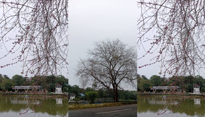 Musim Semi Rahasia di Jantung Bintan: Kelopak Merah Muda Sakura di Ambang Ramadan