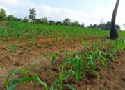 Jadi Penopang Rempang Eco City, Kawasan Batubi Natuna Disulap Jadi Pusat Transmigrasi Modern