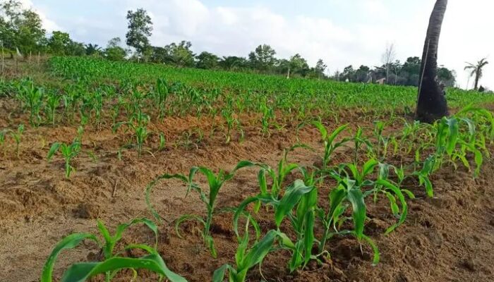 Jadi Penopang Rempang Eco City, Kawasan Batubi Natuna Disulap Jadi Pusat Transmigrasi Modern