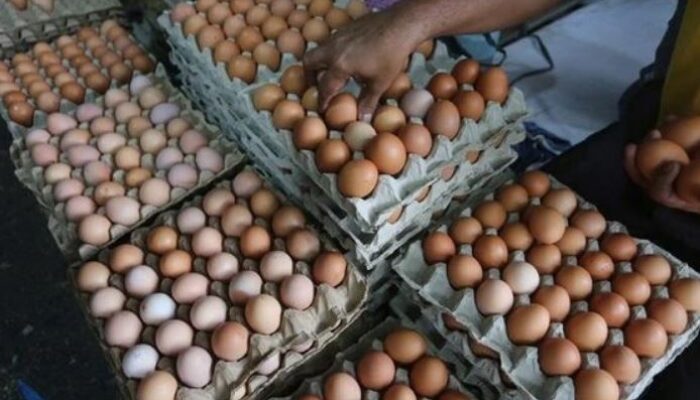 Harga Telur Bakal Anjlok? Pemkab Natuna Siapkan Lahan 10 Hektar untuk Pabrik Ayam Modern