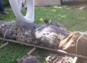 Petugas Zim Parks berhasil mengevakuasi buaya tersebut.