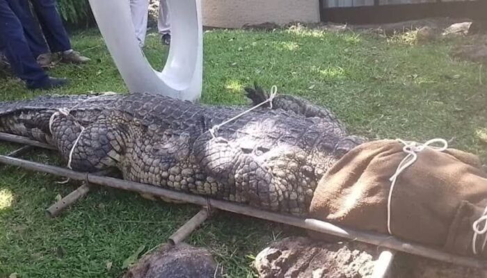 Tamu Tak Diundang! Buaya 4 Meter Satroni Dapur Hotel Mewah, Panjat Meja hingga Incar Room Service