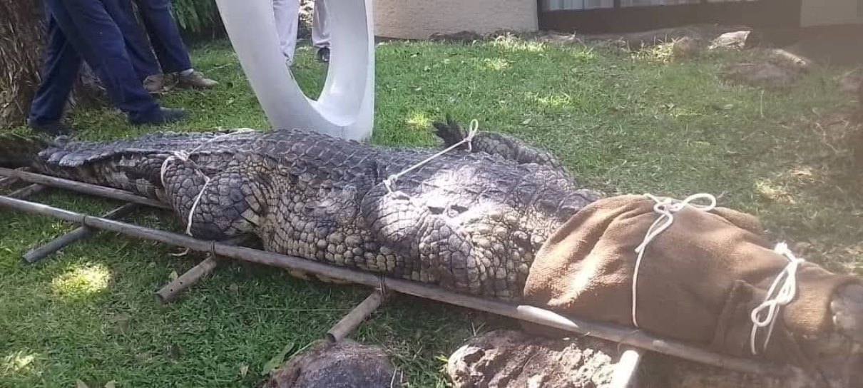 Petugas Zim Parks berhasil mengevakuasi buaya tersebut.