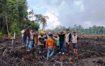 Petugas Dinas Pertanian Lingga saat meninjau lahan sagu warga Pekaka yang rusak akibat land clearing PT CSA.