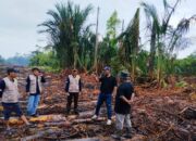 Alat berat PT CSA merusak lahan sagu milik warga Desa Pekaka akibat pengabaian zona penyangga atau buffer zone.