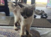 Kucing Anggora milik korban Diana kini diamankan warga.