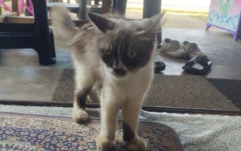 Kucing Anggora milik korban Diana kini diamankan warga.