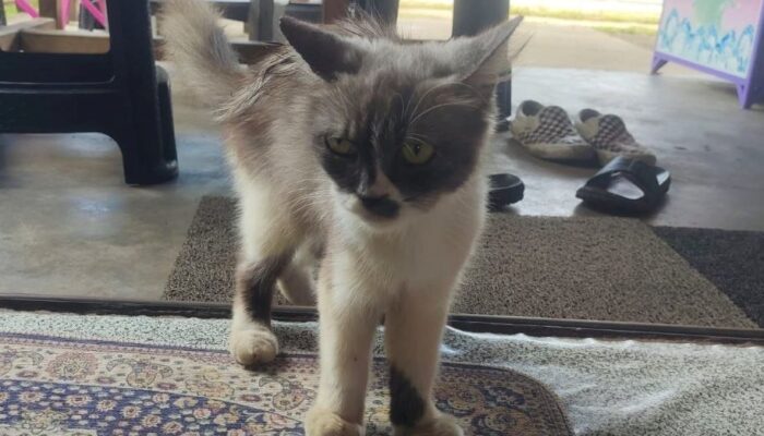 Kucing Anggora di Teras Rumah Jadi Isyarat Misterius Sebelum Penemuan Mayat Diana di Lingga
