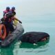 Jenazah Tanpa Identitas Ditemukan Mengapung di Perairan Pulau Mudu Karimun, Tim SAR Gabungan Evakuasi ke RSUD