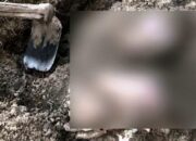 Jenazah korban pembunuhan yang terkubur di halaman rumah warga Setajam, Dabo.