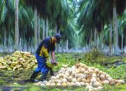 Natuna Siapkan 500 Hektare Kebun Kelapa Baru, Cen Sui Lan: Petani Dapat Bantuan Rp2 Juta per Hektare