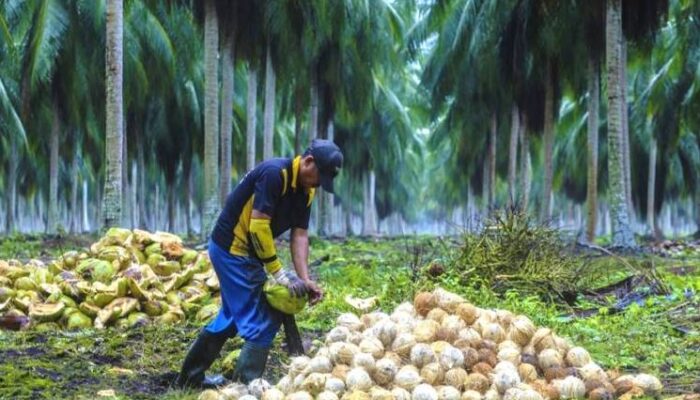 Natuna Siapkan 500 Hektare Kebun Kelapa Baru, Cen Sui Lan: Petani Dapat Bantuan Rp2 Juta per Hektare
