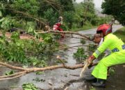 Pohon Tumbang di Bandarsyah Natuna Timpa Dua Pelajar, Bhabinkamtibmas dan Warga Gerak Cepat Evakuasi