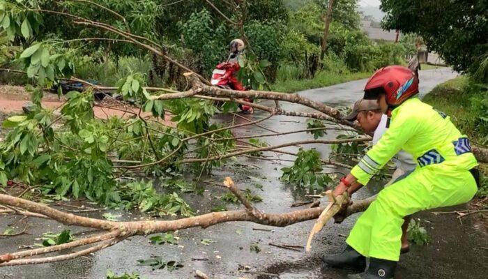 Pohon Tumbang di Bandarsyah Natuna Timpa Dua Pelajar, Bhabinkamtibmas dan Warga Gerak Cepat Evakuasi