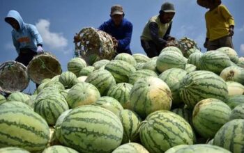Boro-boro Sejahtera, Petani Natuna Justru ‘Dicekik’ Harga Supplier Dapur MBG