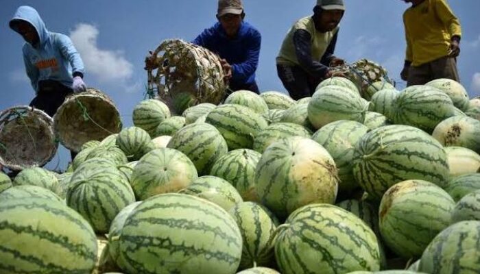 Boro-boro Sejahtera, Petani Natuna Justru ‘Dicekik’ Harga Supplier Dapur MBG