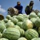 Boro-boro Sejahtera, Petani Natuna Justru ‘Dicekik’ Harga Supplier Dapur MBG