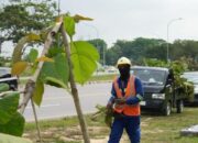Kondisi ratusan pohon jati emas yang patah di Jalan Jenderal Sudirman Batam akibat perusakan.