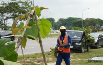 Kondisi ratusan pohon jati emas yang patah di Jalan Jenderal Sudirman Batam akibat perusakan.