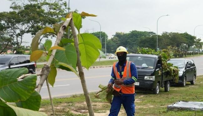 Kondisi ratusan pohon jati emas yang patah di Jalan Jenderal Sudirman Batam akibat perusakan.