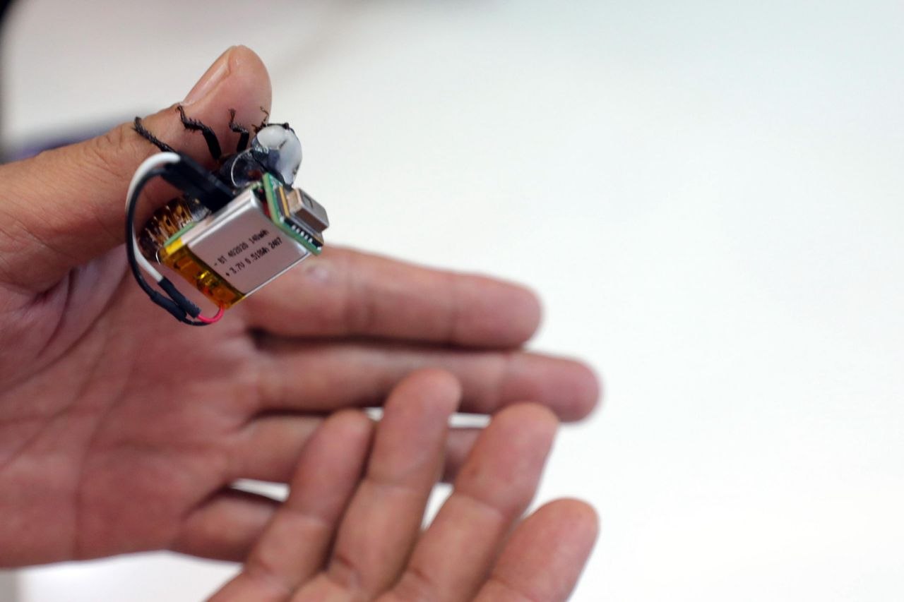 Perangkat micro-PCB yang terpasang pada punggung Kecoa Madagaskar untuk navigasi otomatis di ruang sempit.