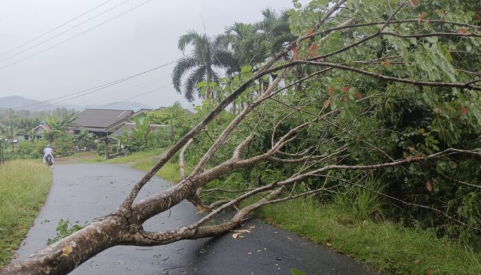 Pohon Tumbang Hantam Rumah Warga di Bukit Abun dan Melintang Tutup Akses Jalan Menuju RSUD Dabo