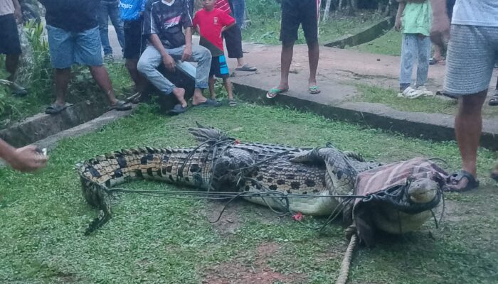 Mencekam! Buaya Muara 4 Meter Muncul di Pemukiman Warga Sungai Pinang Lingga, Korban Masa Lalu Menghantui