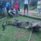 Mencekam! Buaya Muara 4 Meter Muncul di Pemukiman Warga Sungai Pinang Lingga, Korban Masa Lalu Menghantui