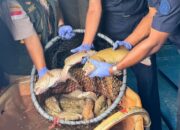 Petugas Karantina Kepri saat melakukan pemeriksaan fisik komoditas ikan kerapu hidup asal Natuna sebelum diekspor