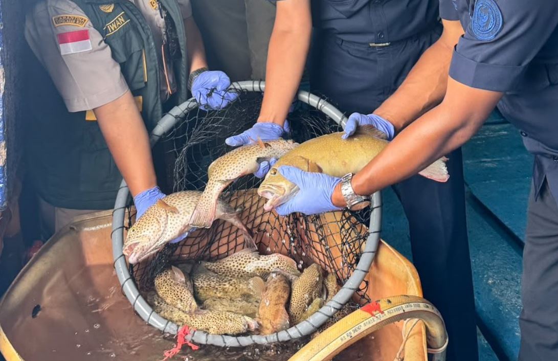 Petugas Karantina Kepri saat melakukan pemeriksaan fisik komoditas ikan kerapu hidup asal Natuna sebelum diekspor