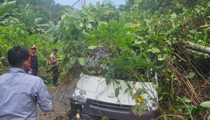 Mobil Ekspedisi SPX Tertimpa Pohon Tumbang di Anambas, 2 Kurir Selamat Meski Mobil Ringsek
