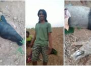 Miris, Mamalia Langka Sumatera Ditemukan Polisi Sudah Jadi Masakan Rica-Rica di Lampung