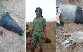 Miris, Mamalia Langka Sumatera Ditemukan Polisi Sudah Jadi Masakan Rica-Rica di Lampung