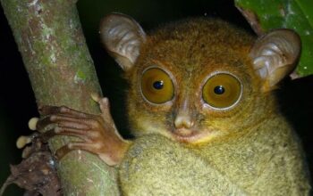Mbing Natuna atau Tarsius bancanus natunensis primata endemik langka berukuran kecil di Pulau Subi dan Serasan.