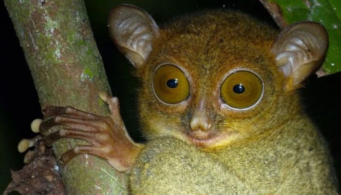 Bukan Cuma Kekah, Natuna Punya ‘Mbing’ Primata Terkecil di Dunia yang Kini Terancam Punah