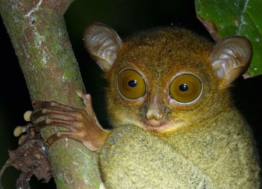 Mbing Natuna atau Tarsius bancanus natunensis primata endemik langka berukuran kecil di Pulau Subi dan Serasan.