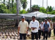 Wakil Gubernur Kepri Nyanyang Haris meninjau lokasi pembibitan kelapa unggul Natuna di Desa Cemaga Tengah.
