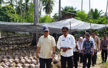 Kemenkes & Pemprov Kepri Genjot 39 Ribu Bibit Kelapa Unggul di Natuna, Dongkrak Ekonomi Perbatasan