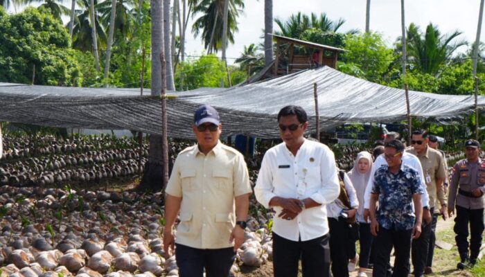Kemenkes & Pemprov Kepri Genjot 39 Ribu Bibit Kelapa Unggul di Natuna, Dongkrak Ekonomi Perbatasan