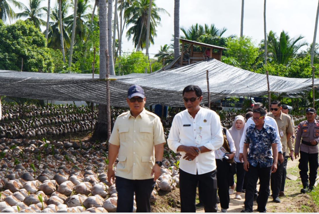 Wakil Gubernur Kepri Nyanyang Haris meninjau lokasi pembibitan kelapa unggul Natuna di Desa Cemaga Tengah.