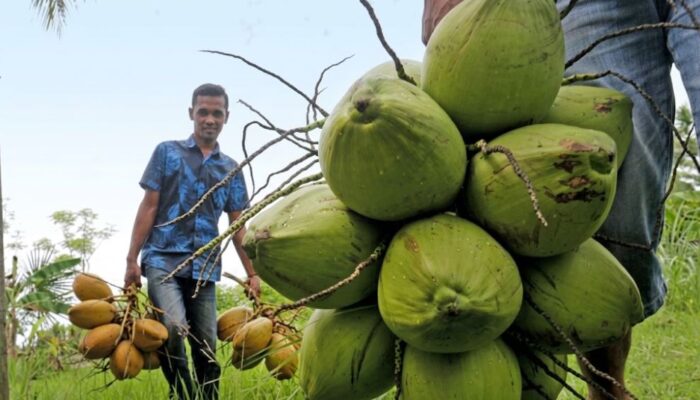 Ribuan Batang Benih dan Ton Pupuk Guyur Natuna, Apa Syarat Wajib Bagi Kelompok Tani?