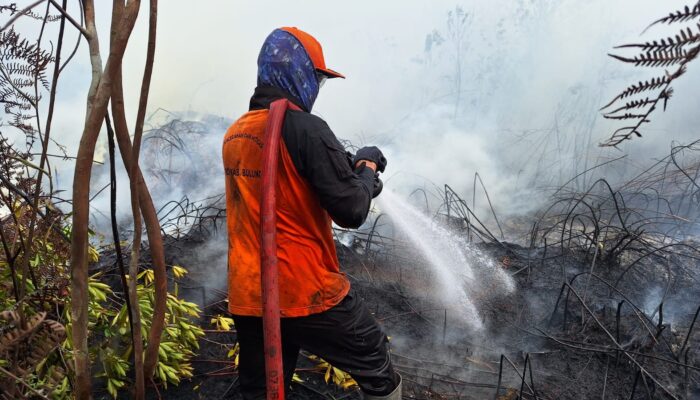 Bukan Cuma Asap Kiriman, 4 Wilayah di Kepri Ini Ternyata Simpan Potensi Bahaya Besar Karhutla